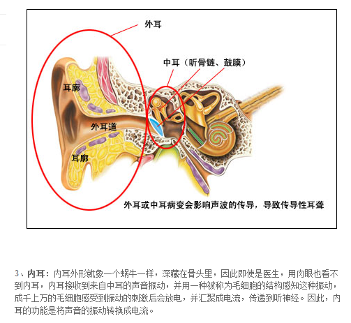 白话遗传学术语 之二何谓感音神经性耳聋