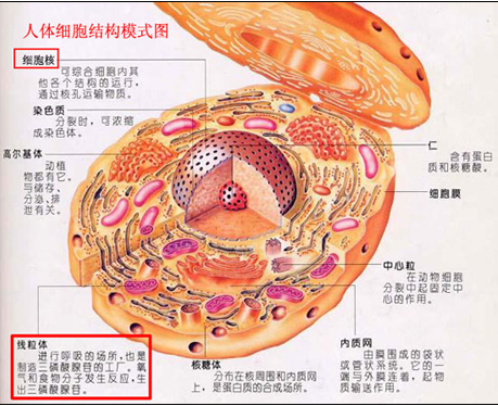 白话遗传学术语之三一种特别的遗传模式－母系遗传